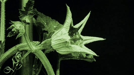 Das Blumenwunder
