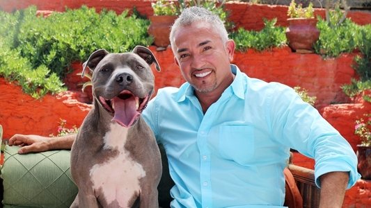 Cesar Millan: Love My Pit Bull