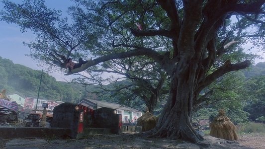 我愛扭紋柴
