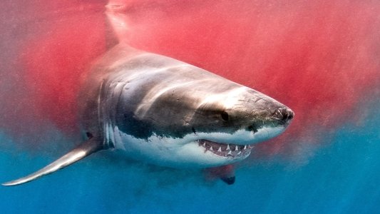 The Search for the Ocean's Super Predator