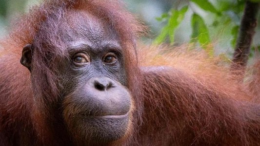 Orang-Utans - Borneos Waldmenschen