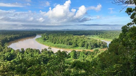 Orang-Utans - Borneos Waldmenschen