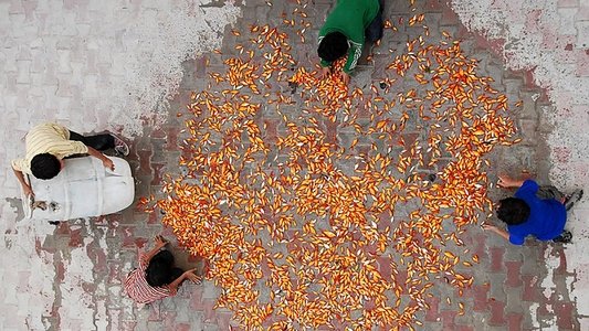 آواز گنجشک‌ها