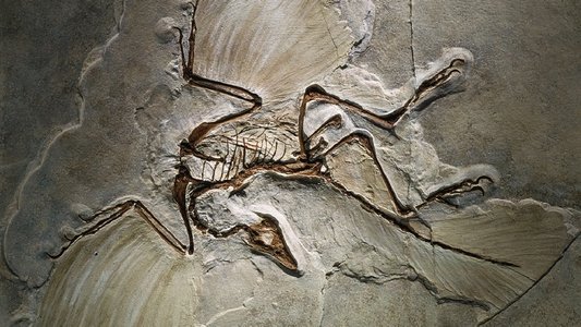 The Case of the Flying Dinosaur