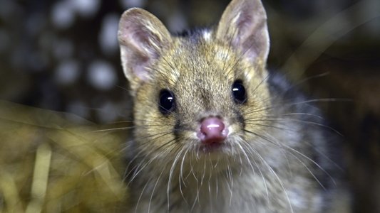 Quoll Farm