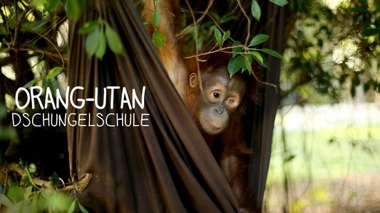 Orangutan Jungle School