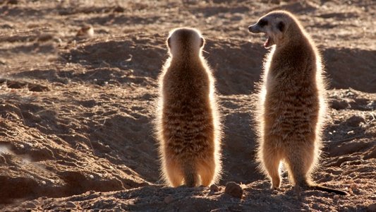 Clan of the Meerkat