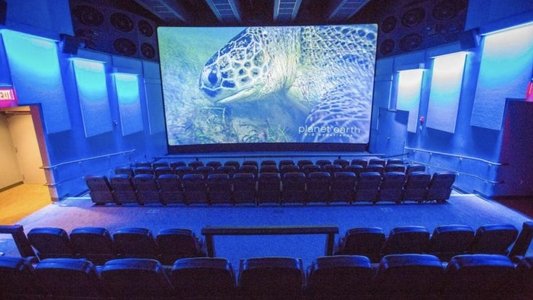 Dolphins 4-D Experience