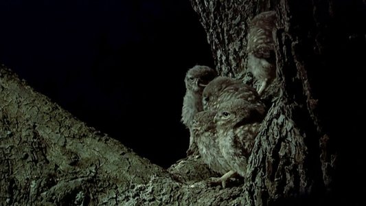The Owls and the Orchard
