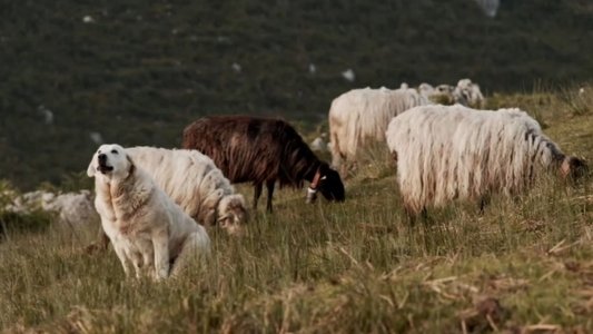 Salvajes, El Cuento Del Lobo