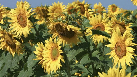 As the Sunflower Whispers