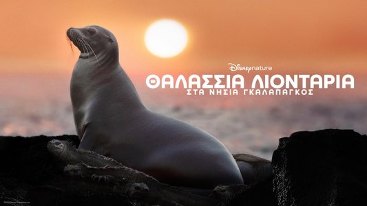 Sea Lions of the Galapagos
