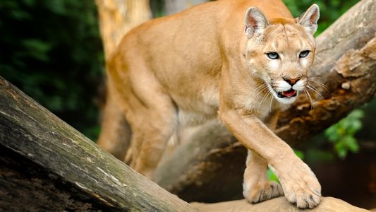Man Vs. Puma