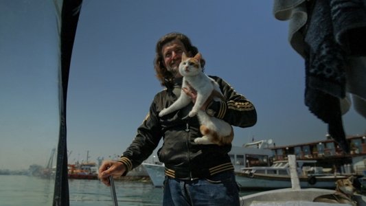 Kedi