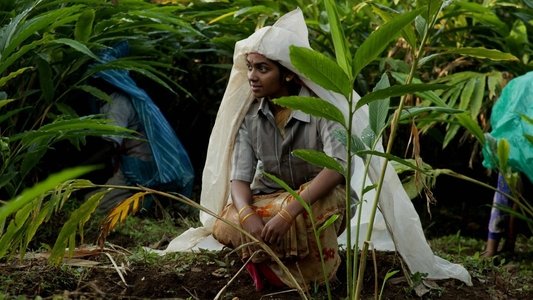 மேற்குத்தொடர்ச்சி மலை