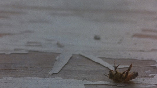 Candyman: Farewell to the Flesh