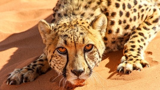 Big Cats: An Amazing Animal Family