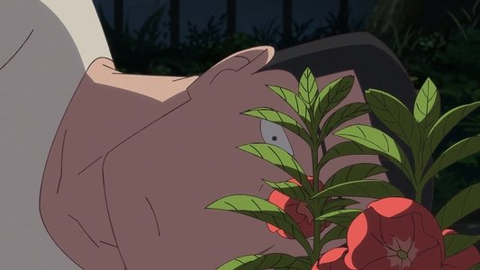ホウセンカ