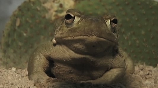 Deep Toad