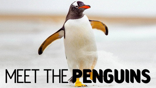 Meet the Penguins