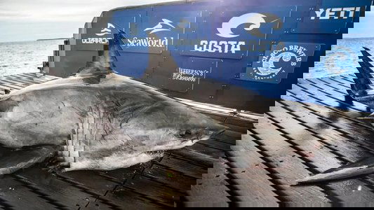 Shark Men