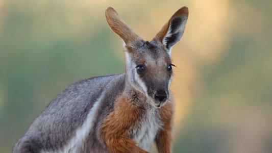 Australia: The Wild Continent