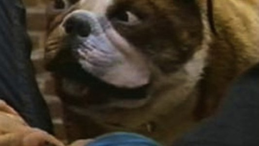 Poochinski