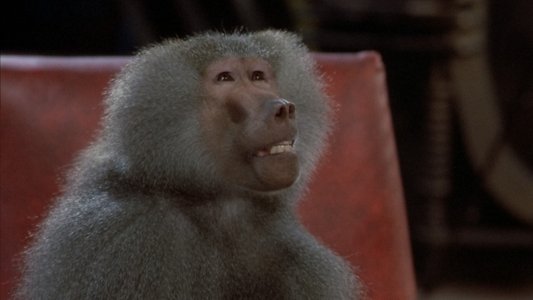 The Fly