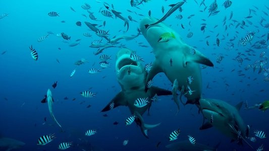 The Great Barrier Reef: A Living Treasure