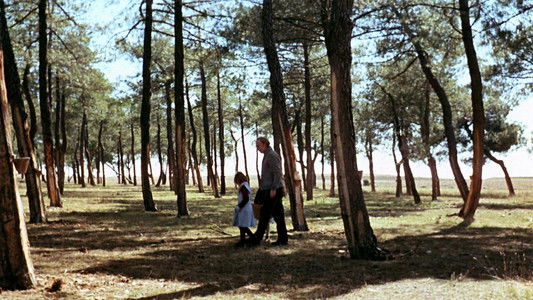 El espíritu de la colmena