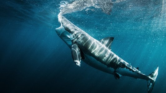 Great Shark Chow Down