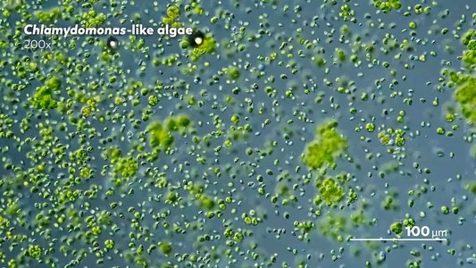 Journey to the Microcosmos