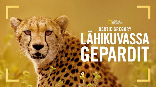 Cheetahs Up Close with Bertie Gregory