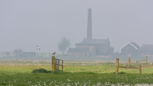 Grutto! De reis van onze nationale vogel