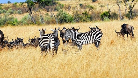 Wild South Africa