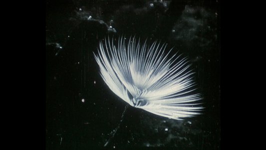 Herbaria