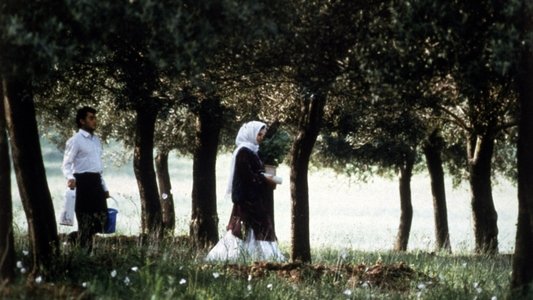 زیر درختان زیتون