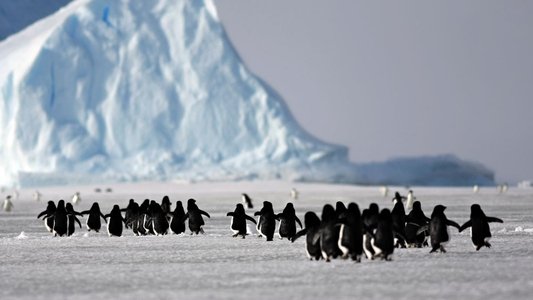 Seule en antarctique