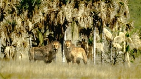 Walking with Beasts
