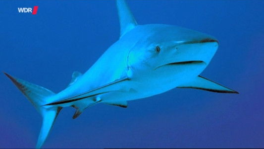 Natural Killers - Auf der Suche nach Haien