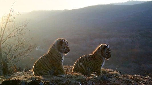 Russia's Wild Tiger