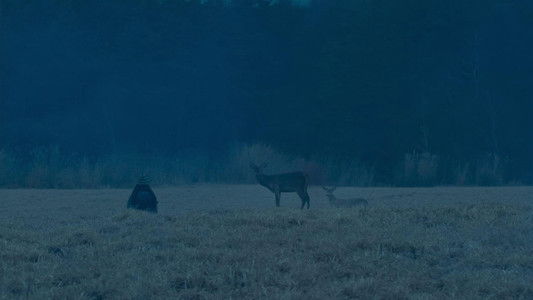 悪は存在しない
