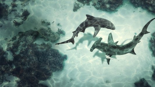 Bull Shark vs. Hammerhead