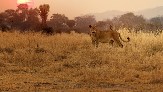 Lion Kingdom