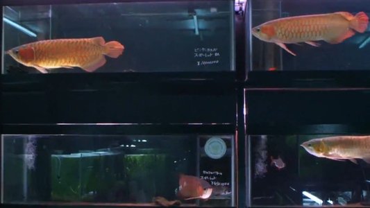 冷たい熱帯魚