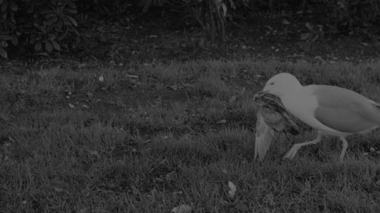 Els Invisibles
