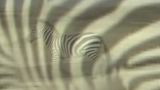 African Animal Puzzle