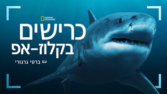 Sharks Up Close with Bertie Gregory