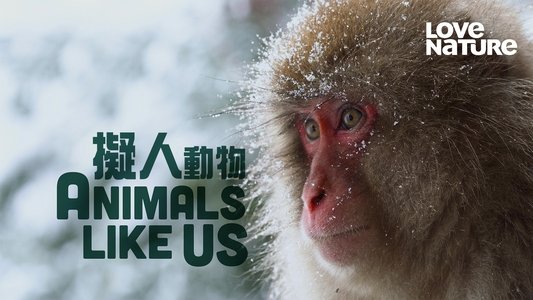Animals Like Us