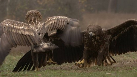 Vad Kunság – A Puszta rejtett élete